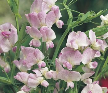 Чина широколистная Pink Pearl