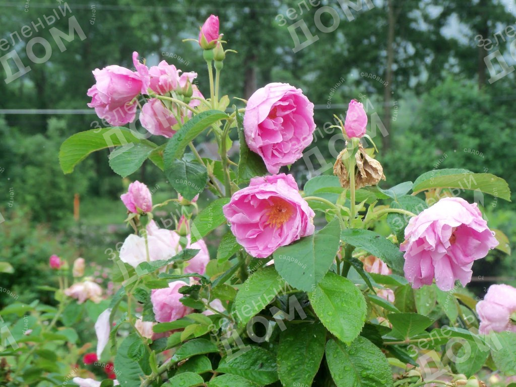 Роза морщинистая Pink Roadrunner