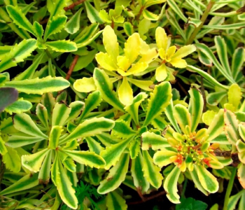 Очиток Миддендорфа Variegata
