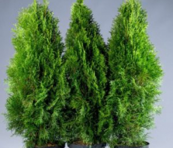 Туя западная Smaragd