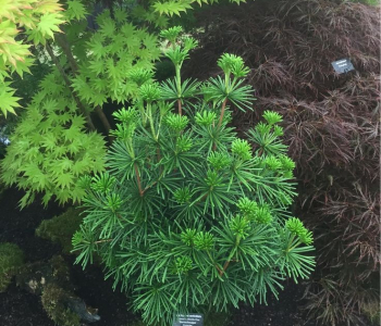 Сциадопитис мутовчатый Piccola