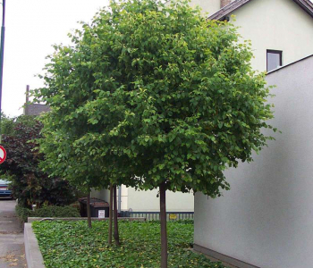 Липа мелколистная Green Globe Шар