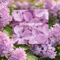 Подарочный сертификат