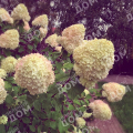 Гортензия метельчатая Little Blossom