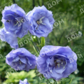 Колокольчик персиколистный La Belle Blue