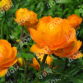 Купальница культурная Orange Princess
