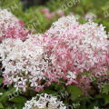 Гортензия метельчатая Royal Flower