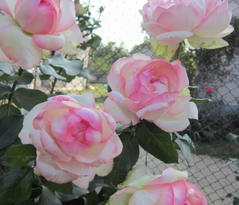 Роза чайно-гибридная Honore de Balzac (Meilland)