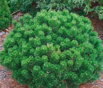 Сосна горная Sherwood Compact