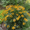 Рудбекия блестящая Little Gold Star