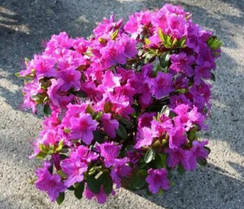 Рододендрон японский Konigstein