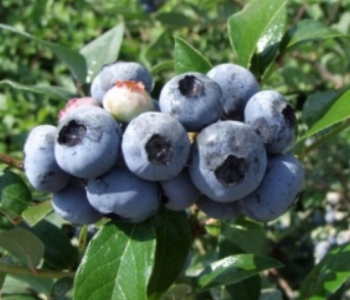 Голубика садовая Darrow Fruhreifend