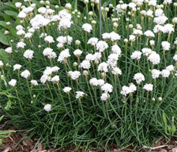 Армерия приморская Abbey White