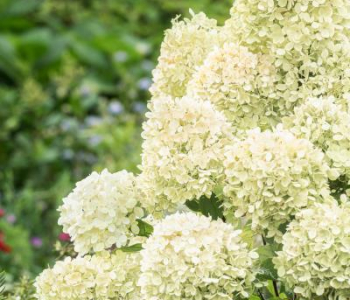 Гортензия метельчатая Minty Spirit