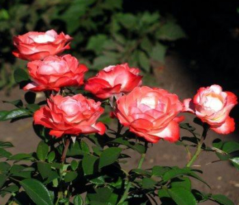 Роза чайно-гибридная Nostalgie (TANTAU)