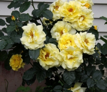 Роза чайно-гибридная Lichtkonigin Lucia (Kordes)