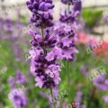 Лаванда узколистная Lovely Sky Blue