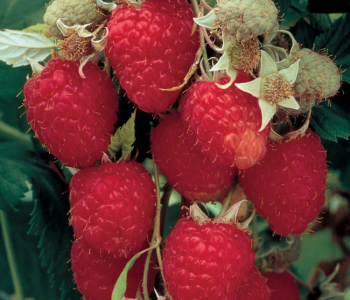 Малина ремонтантная Химбо топ