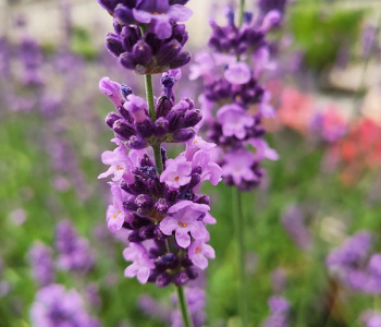 Лаванда узколистная Lovely Sky Blue