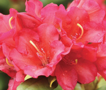 Рододендрон гибридный Royal Red