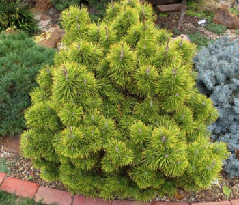 Сосна горная Zundert