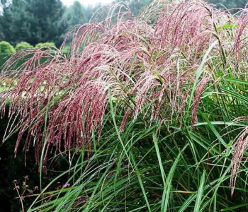Мискантус китайский Flamingo
