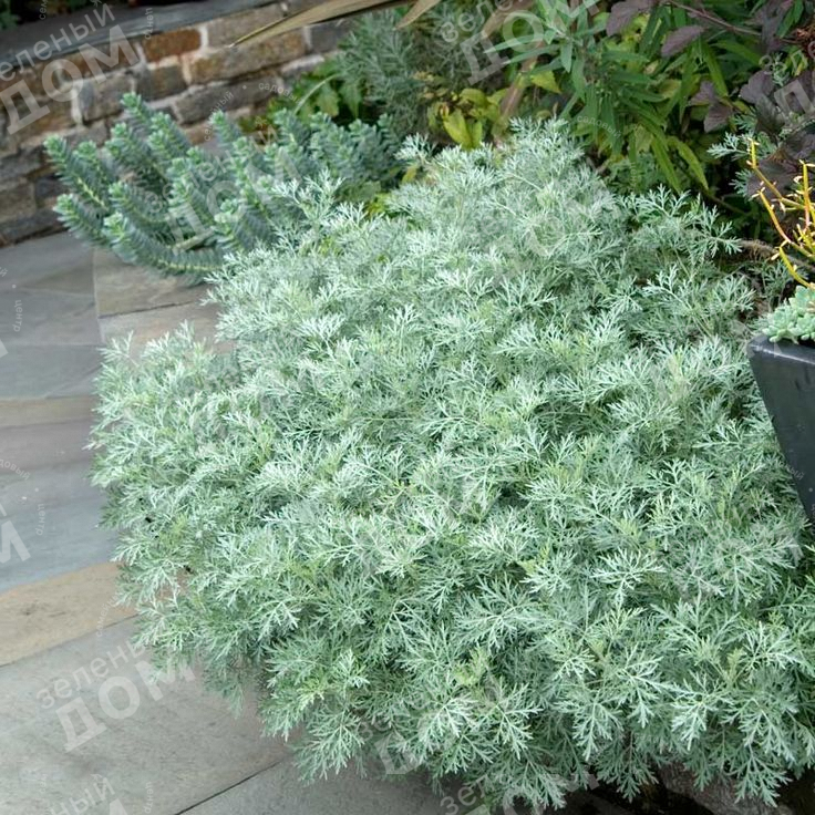 300+PRAIRIE SAGE Flower seeds White Sagebrush Perennial Native Wildflower smudge