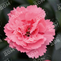 Гвоздика Oscar Pink