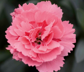 Гвоздика Oscar Pink