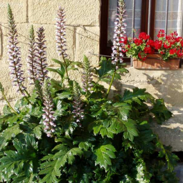 Акант мягкий Latifolius