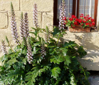 Акант мягкий Latifolius