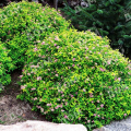 Спирея японская Green Carpet