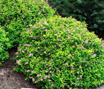 Спирея японская Green Carpet