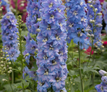 Дельфиниум Magic Fountains Sky Blue White Bee