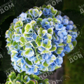Гортензия крупнолистная Magical Revolution Blue