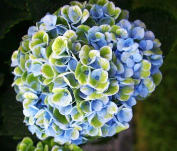 Гортензия крупнолистная Magical Revolution Blue