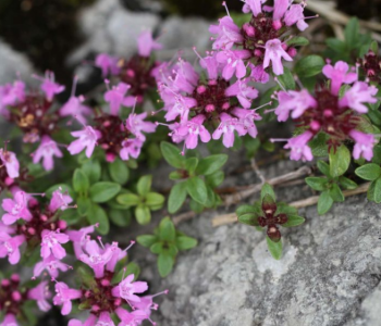 Тимьян ранний