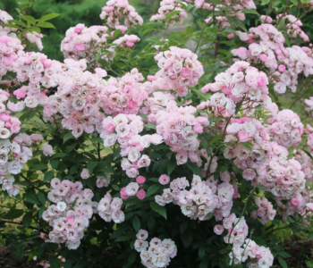 Роза кустовая Heavenly Pink