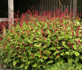 Горец свечевидный Dark Red