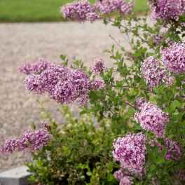 Сирень повторноцветущая Bloomerang Dark Purple
