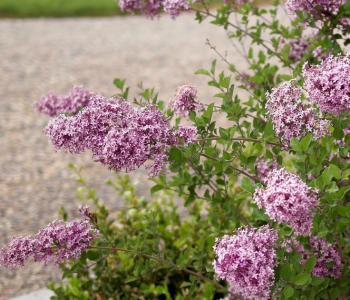 Сирень повторноцветущая Bloomerang Dark Purple