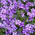 Флокс шиловидный Purple Beauty