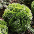 Туя западная Little Giant
