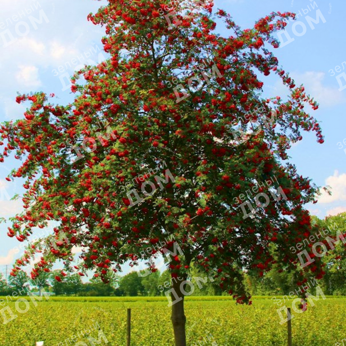 Рябина дерево купить. Рябина обыкновенная Sorbus aucuparia. Рябина Эдулис. Рябина обыкновенная Эдулис edulis. Sorbus aucuparia edulis (рябина обыкновенная).