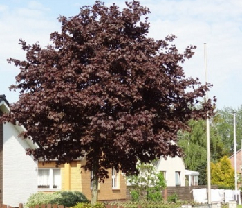 Клен остролистный Faassens Black