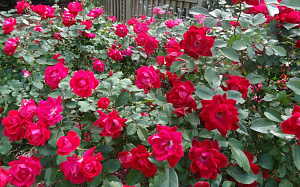 Саженцы роза miи