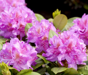 Рододендрон гибридный Pink Purple Dream
