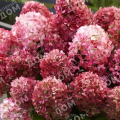 Гортензия метельчатая Little Rosy