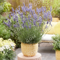 Лаванда узколистная Sensational