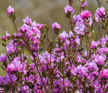 Рододендрон Ледебура (даурский)